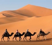 Camel Trek
